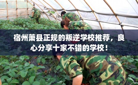 宿州萧县正规的叛逆学校推荐，良心分享十家不错的学校！